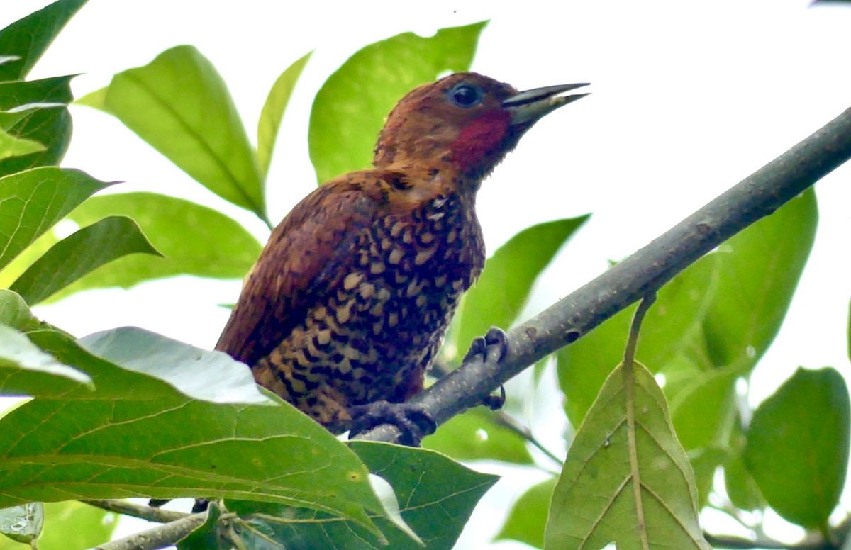 Cinnamon Woodpecker - ML622076385