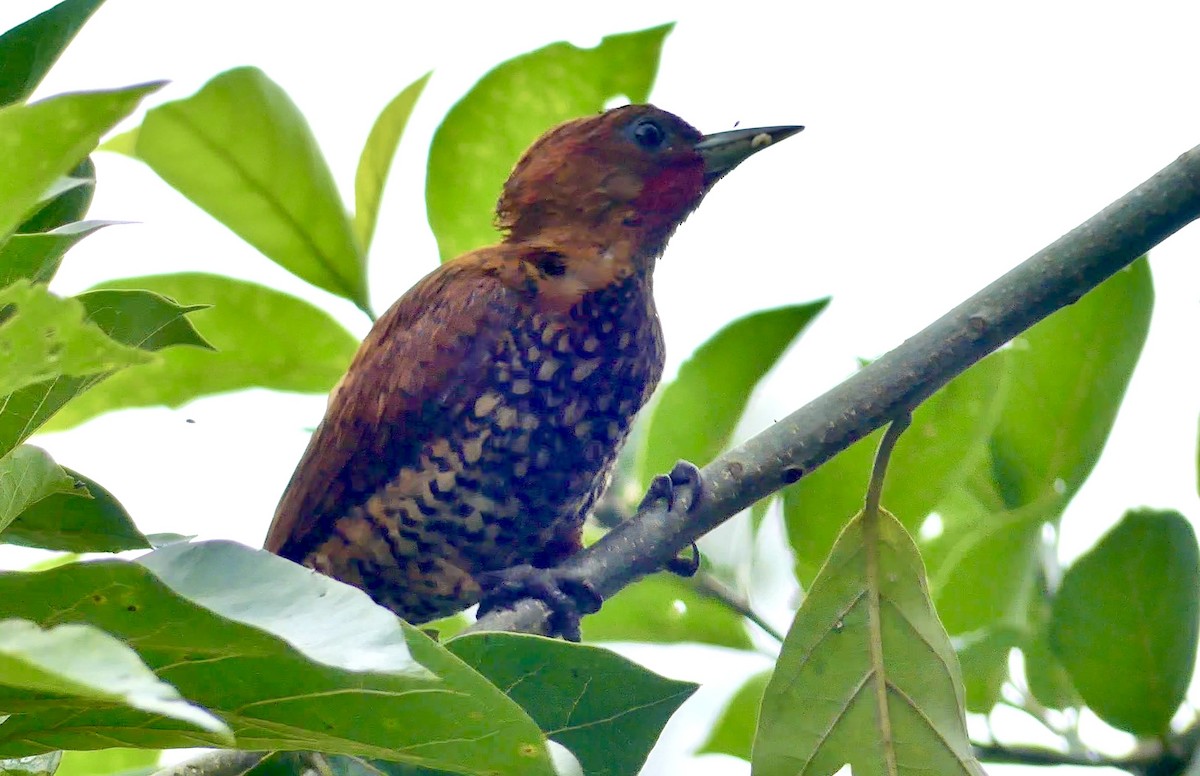 Cinnamon Woodpecker - ML622076393