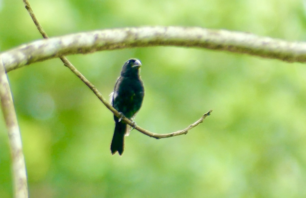 Thick-billed Seed-Finch - ML622076410