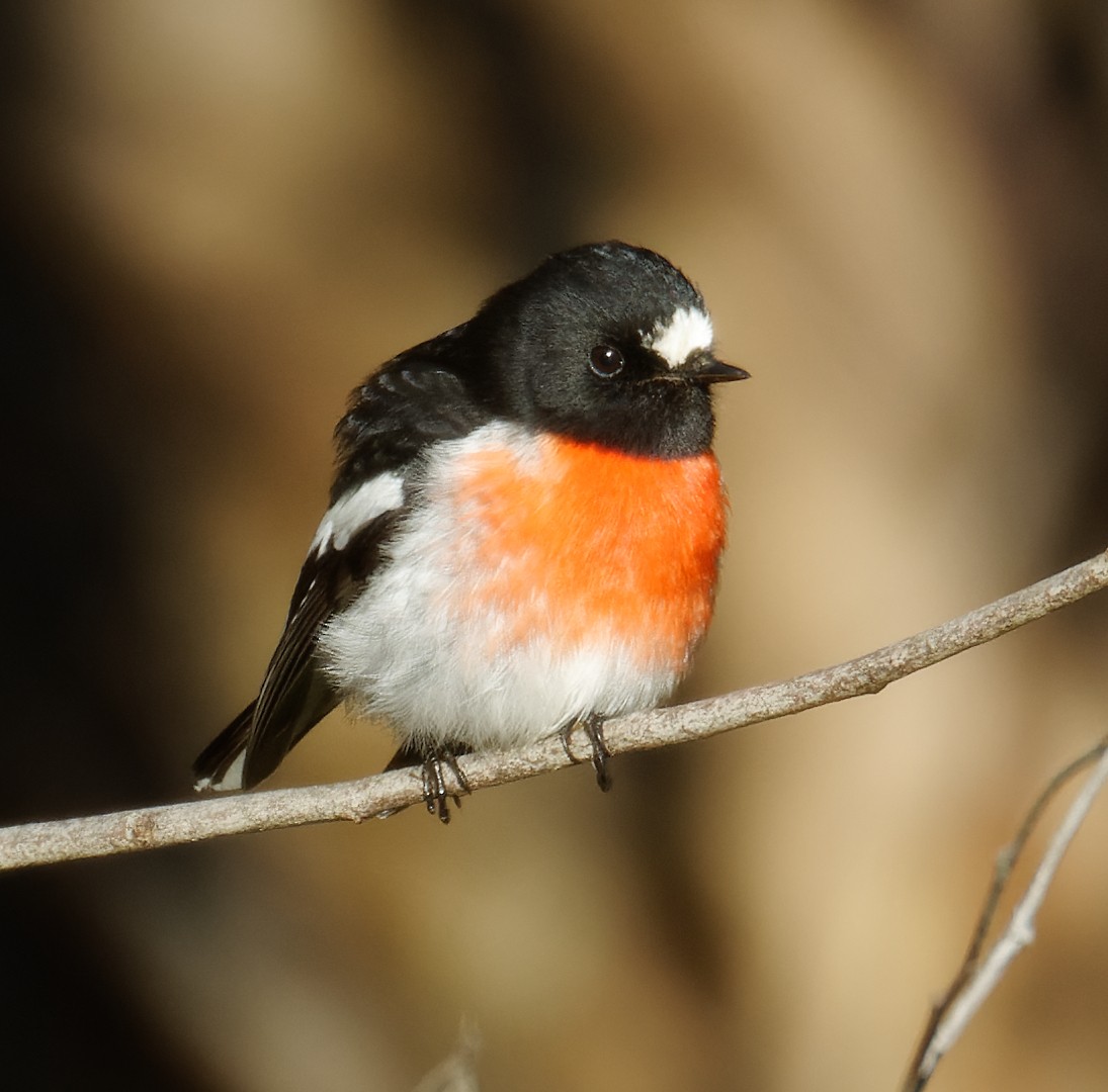 Scarlet Robin - ML622076411