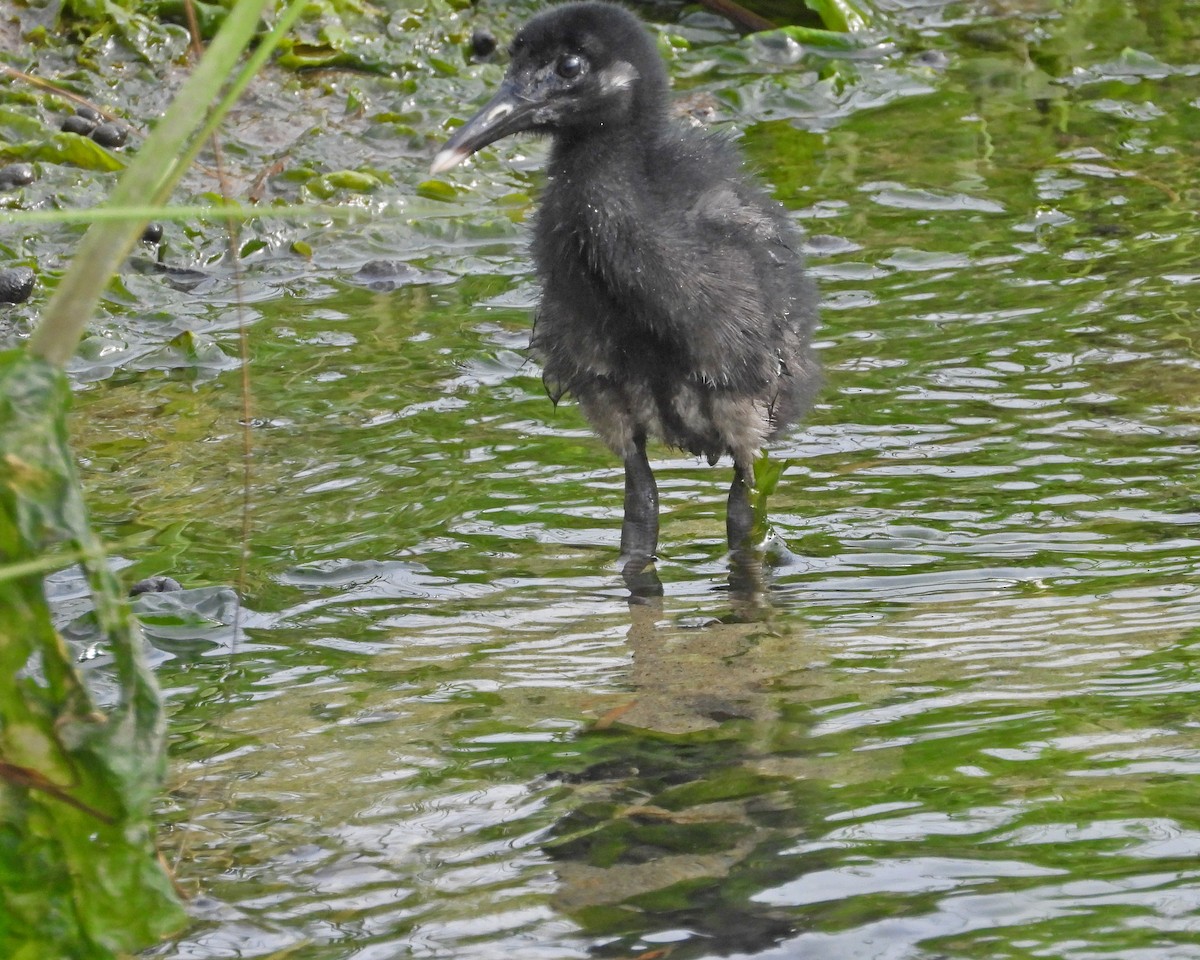 Clapper Rail - ML622076420