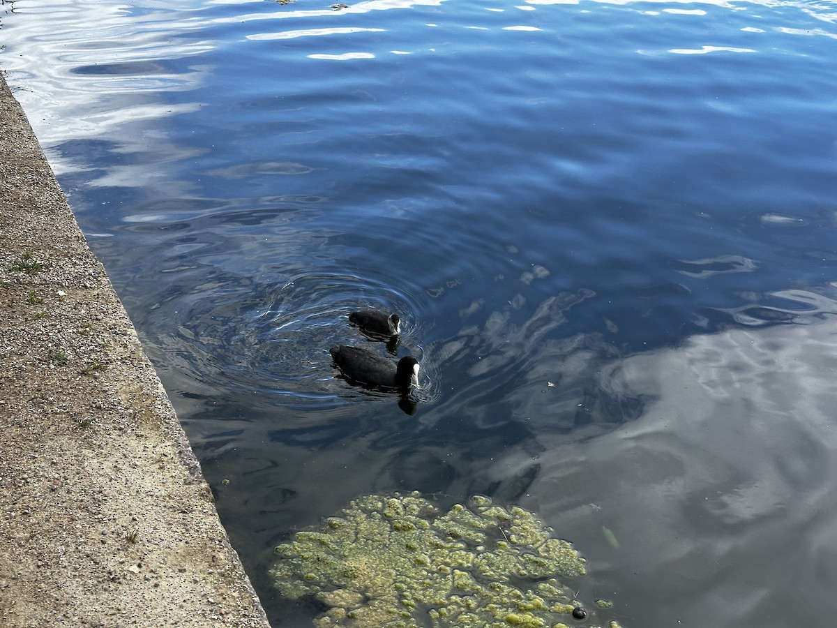 Eurasian Coot - Meg Harmsen