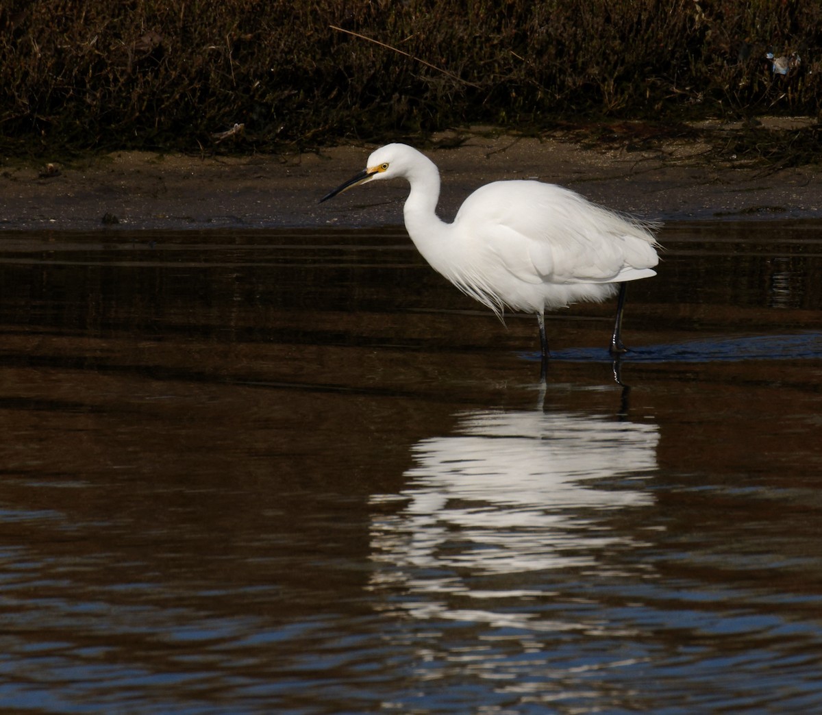 Little Egret - Peter Bennet