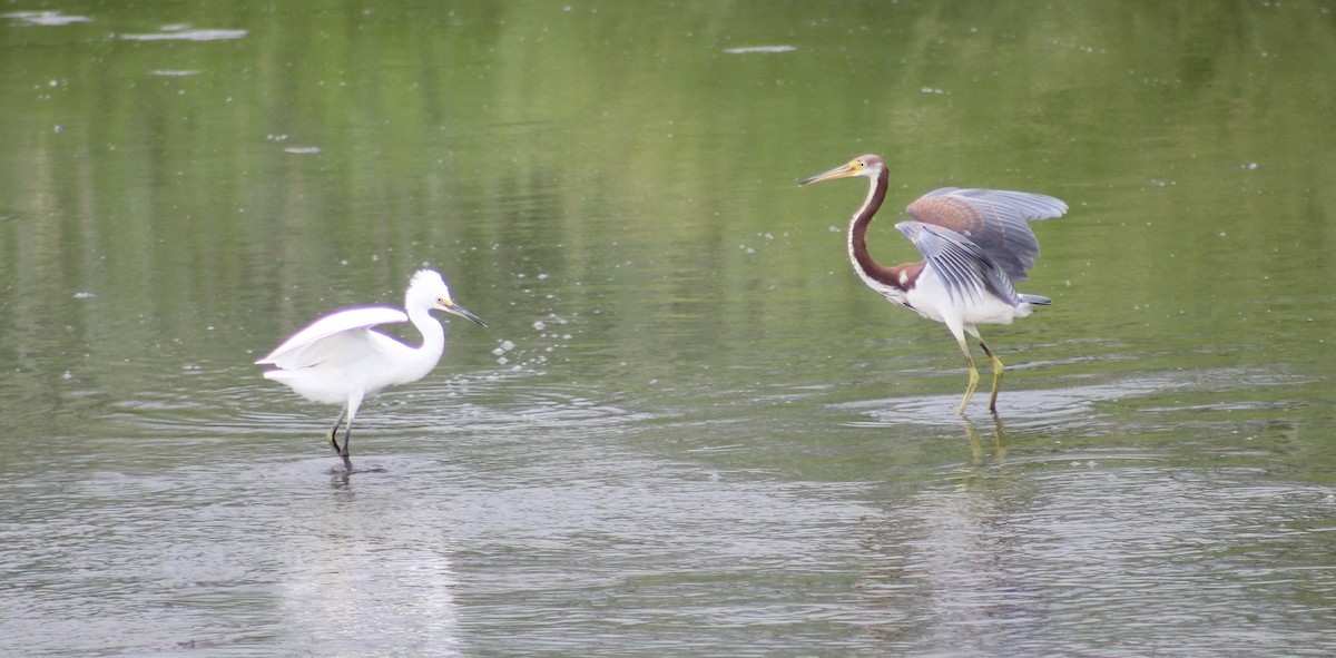 Tricolored Heron - ML622076498