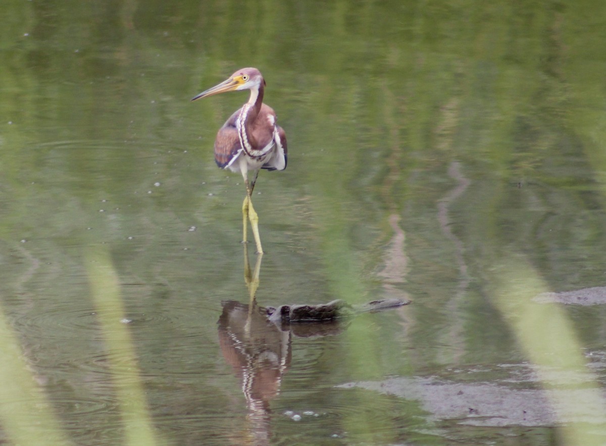 Tricolored Heron - ML622076499