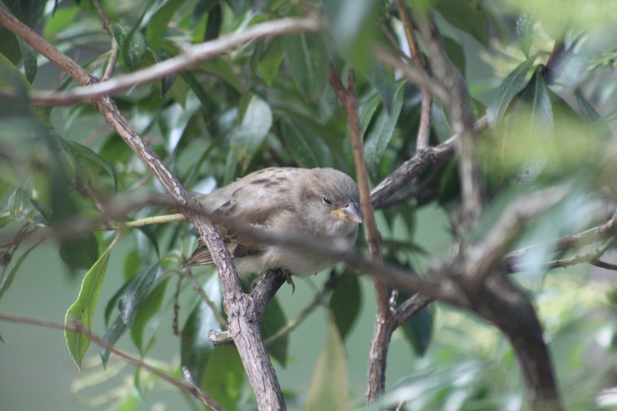 House Sparrow - ML622076532