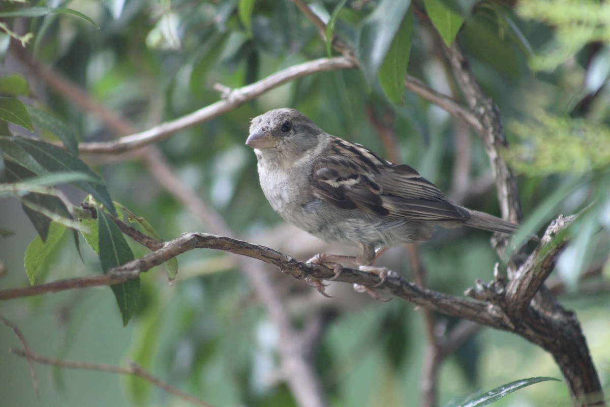 House Sparrow - ML622076534