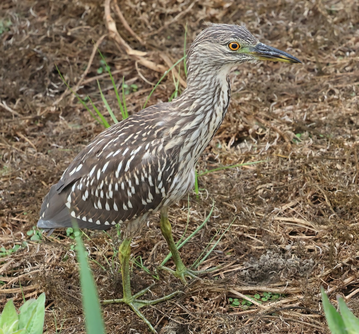 Black-crowned Night Heron - ML622076555