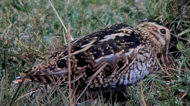 Puna Snipe - ML622076557