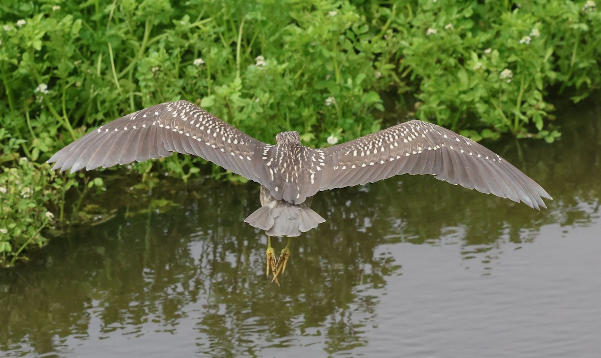 Black-crowned Night Heron - Sally Veach