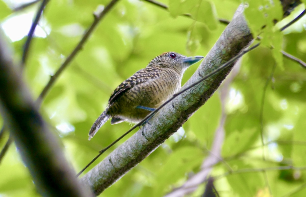 Fasciated Antshrike - ML622076609