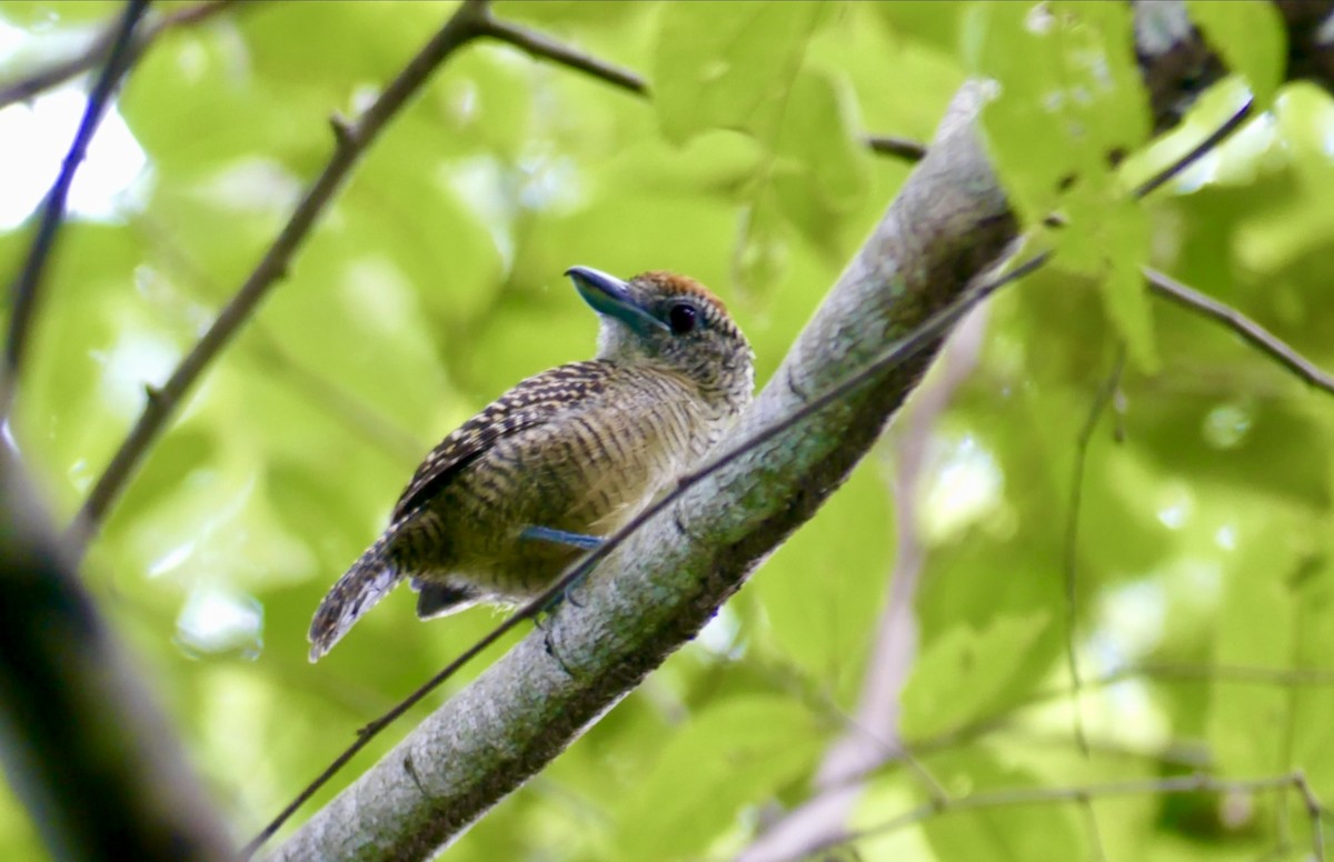 Fasciated Antshrike - ML622076611