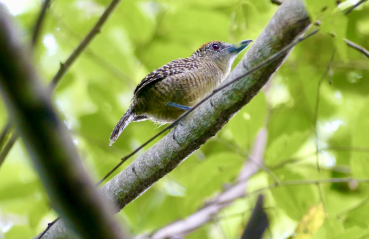 Fasciated Antshrike - ML622076620