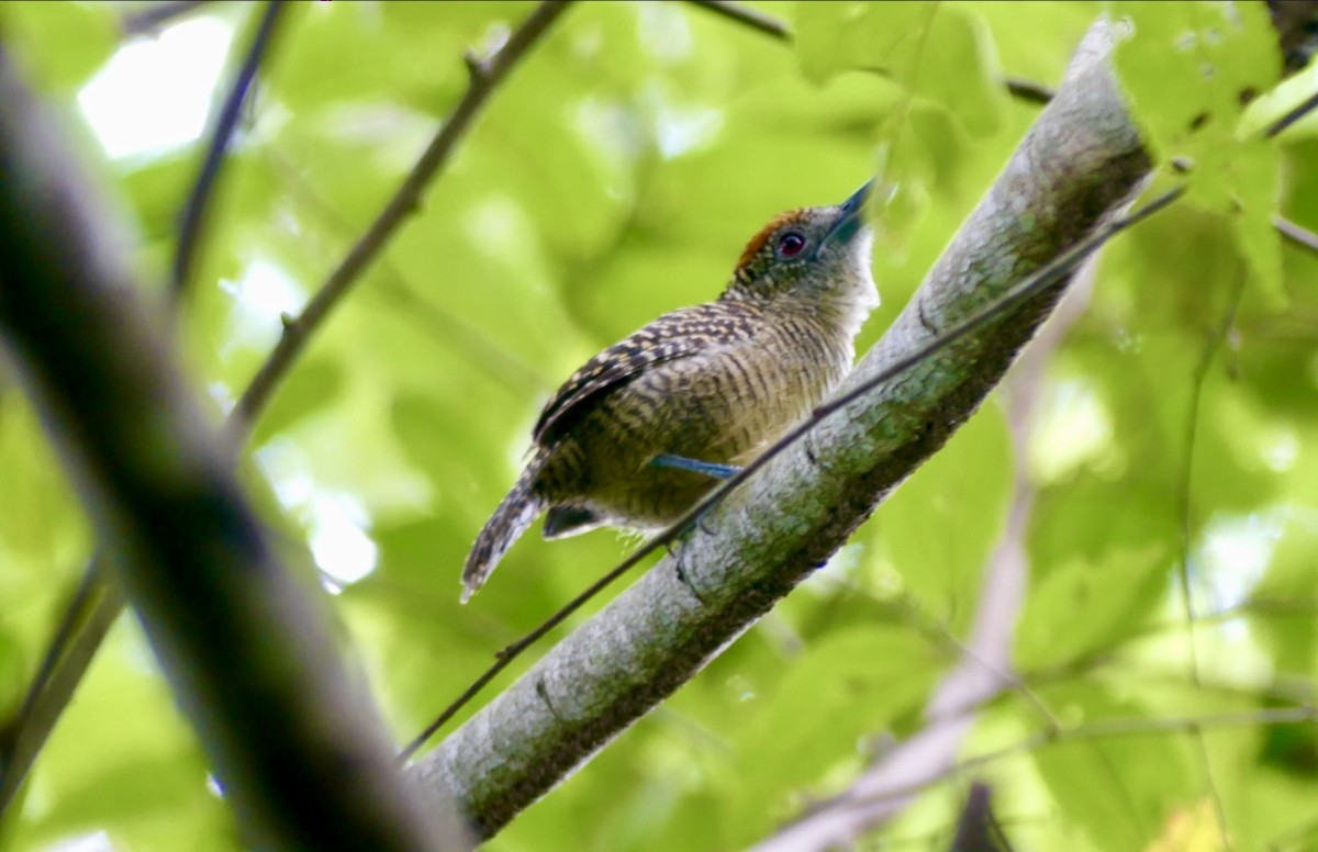 Fasciated Antshrike - ML622076624