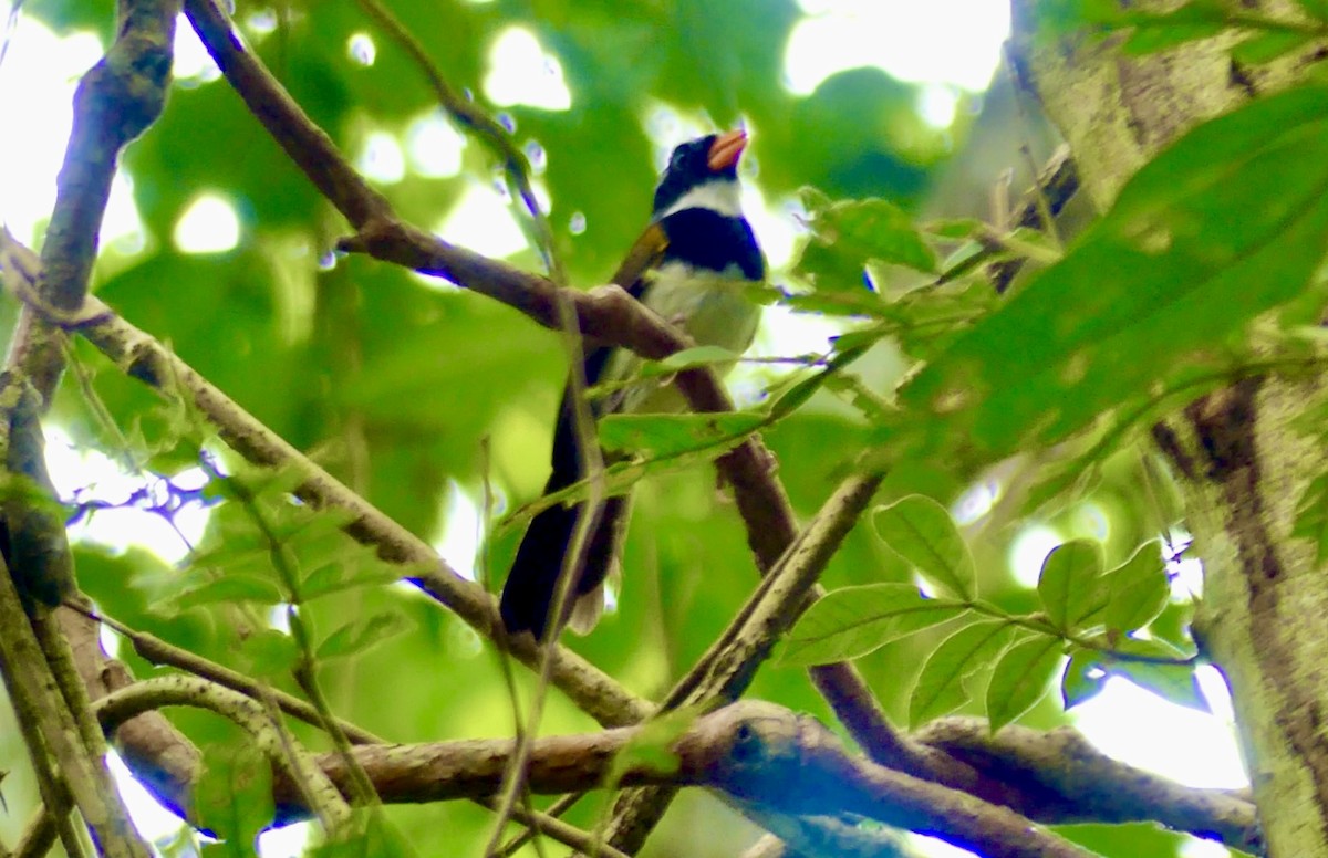 Orange-billed Sparrow - ML622076627