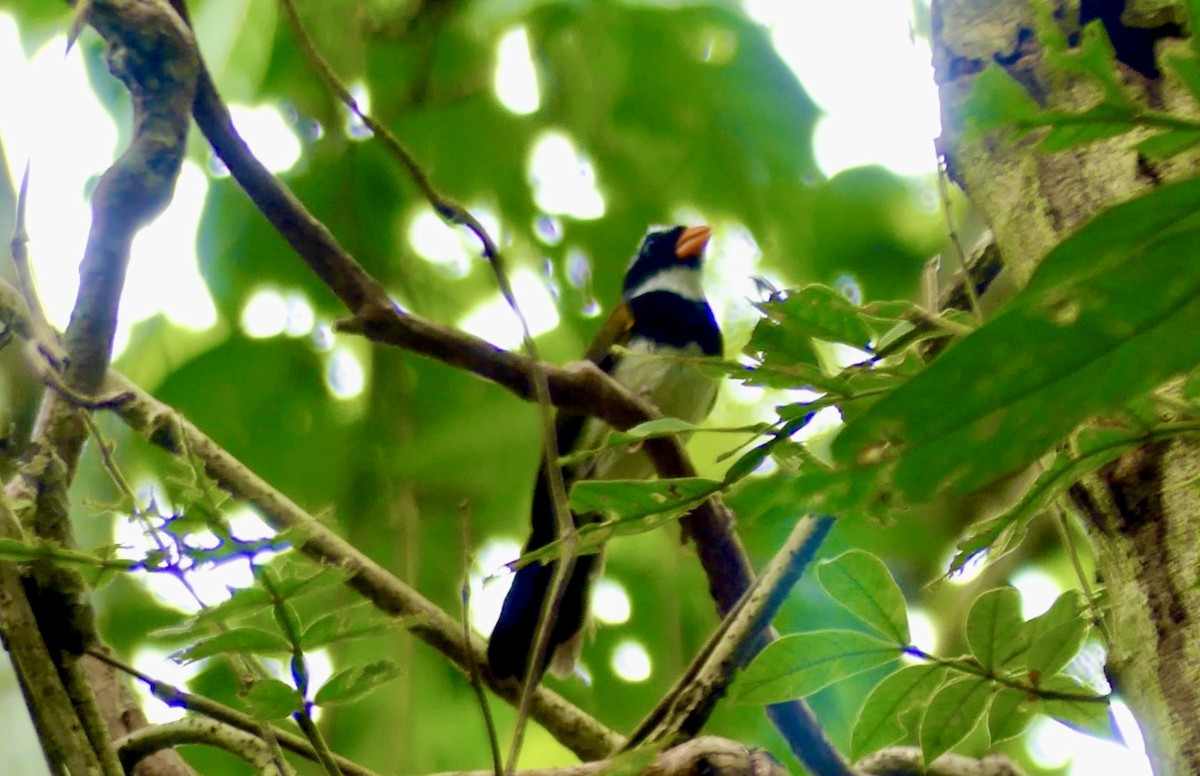 Orange-billed Sparrow - ML622076629