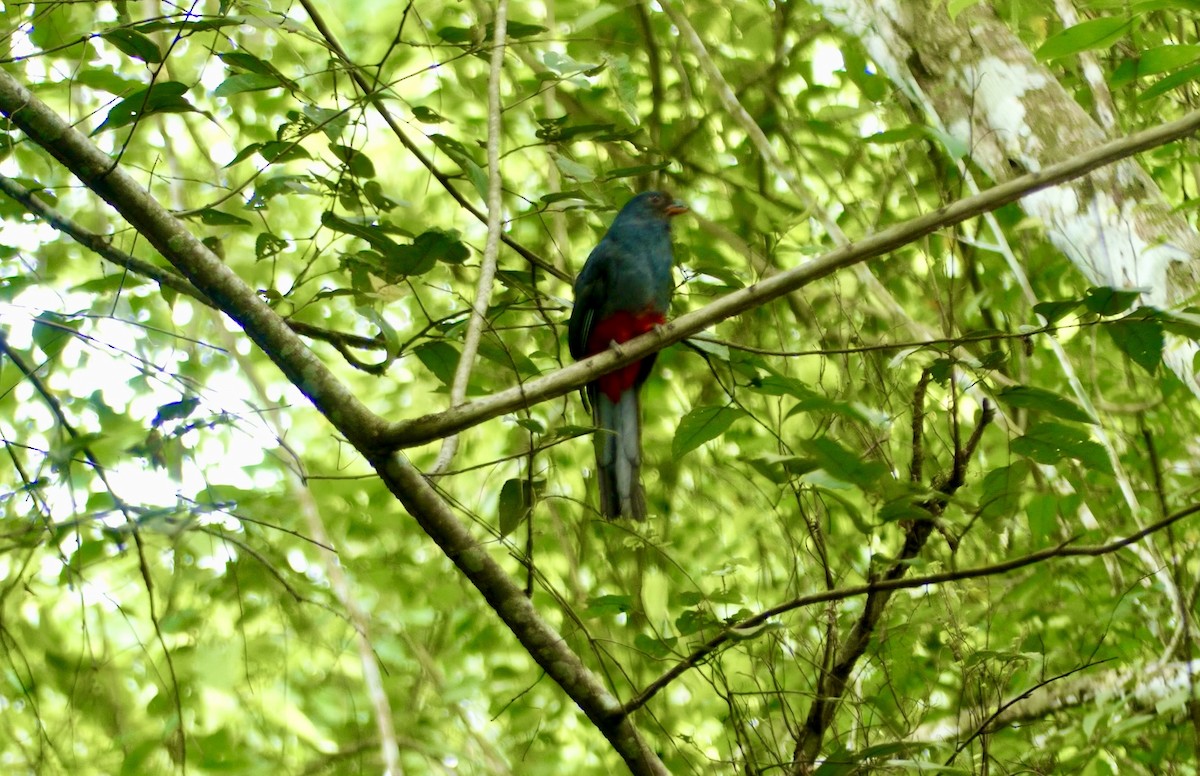 Slaty-tailed Trogon - ML622076643