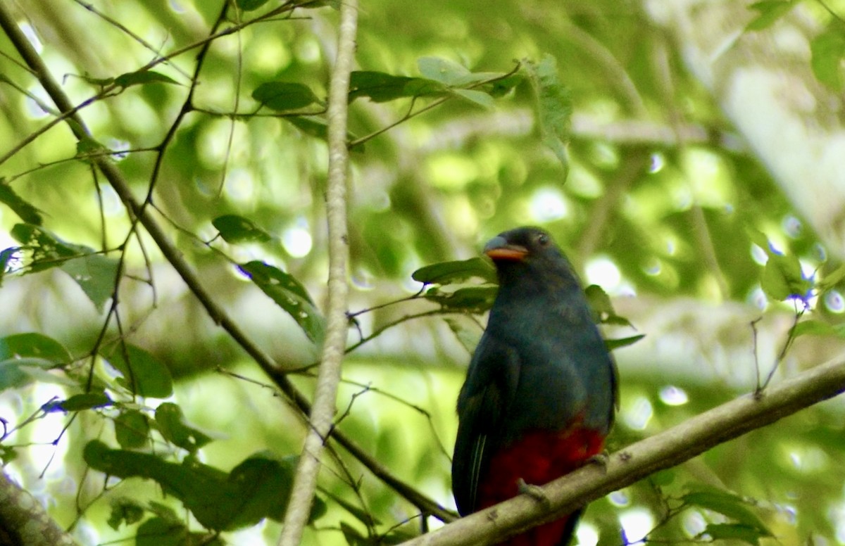 Slaty-tailed Trogon - Jim Mathews