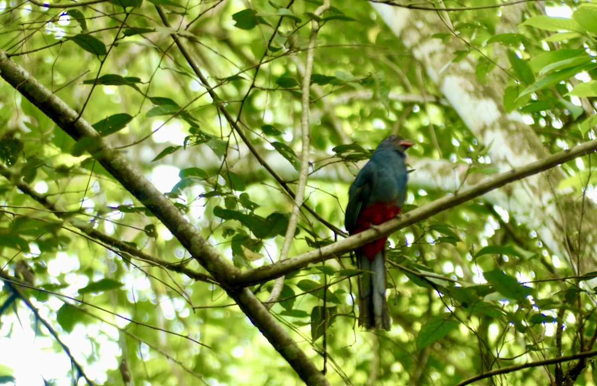 Slaty-tailed Trogon - ML622076650