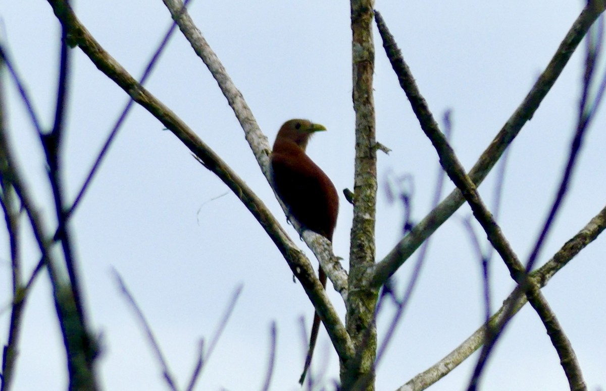 Squirrel Cuckoo - ML622076659