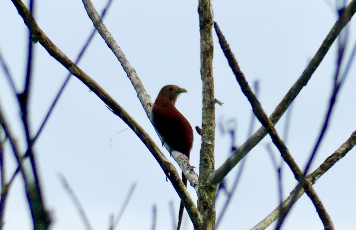 Squirrel Cuckoo - ML622076665