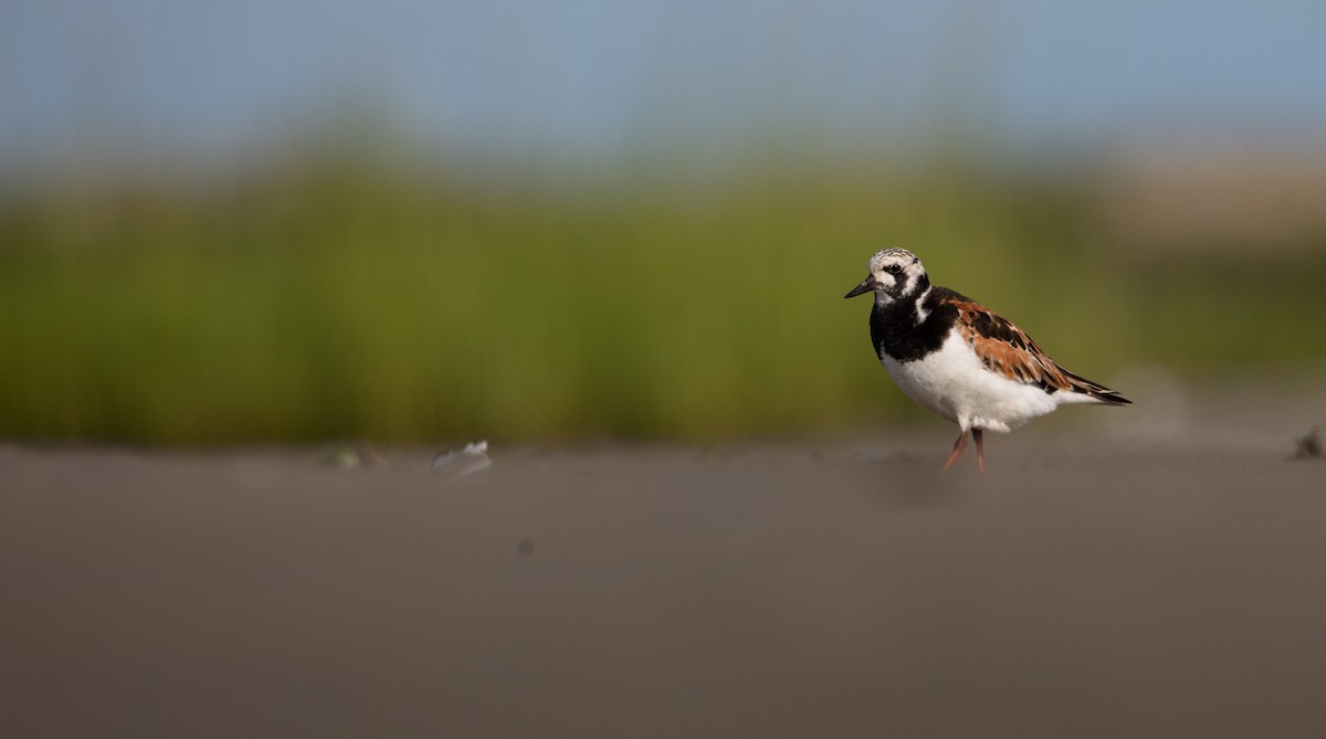 Ruddy Turnstone - ML622076671