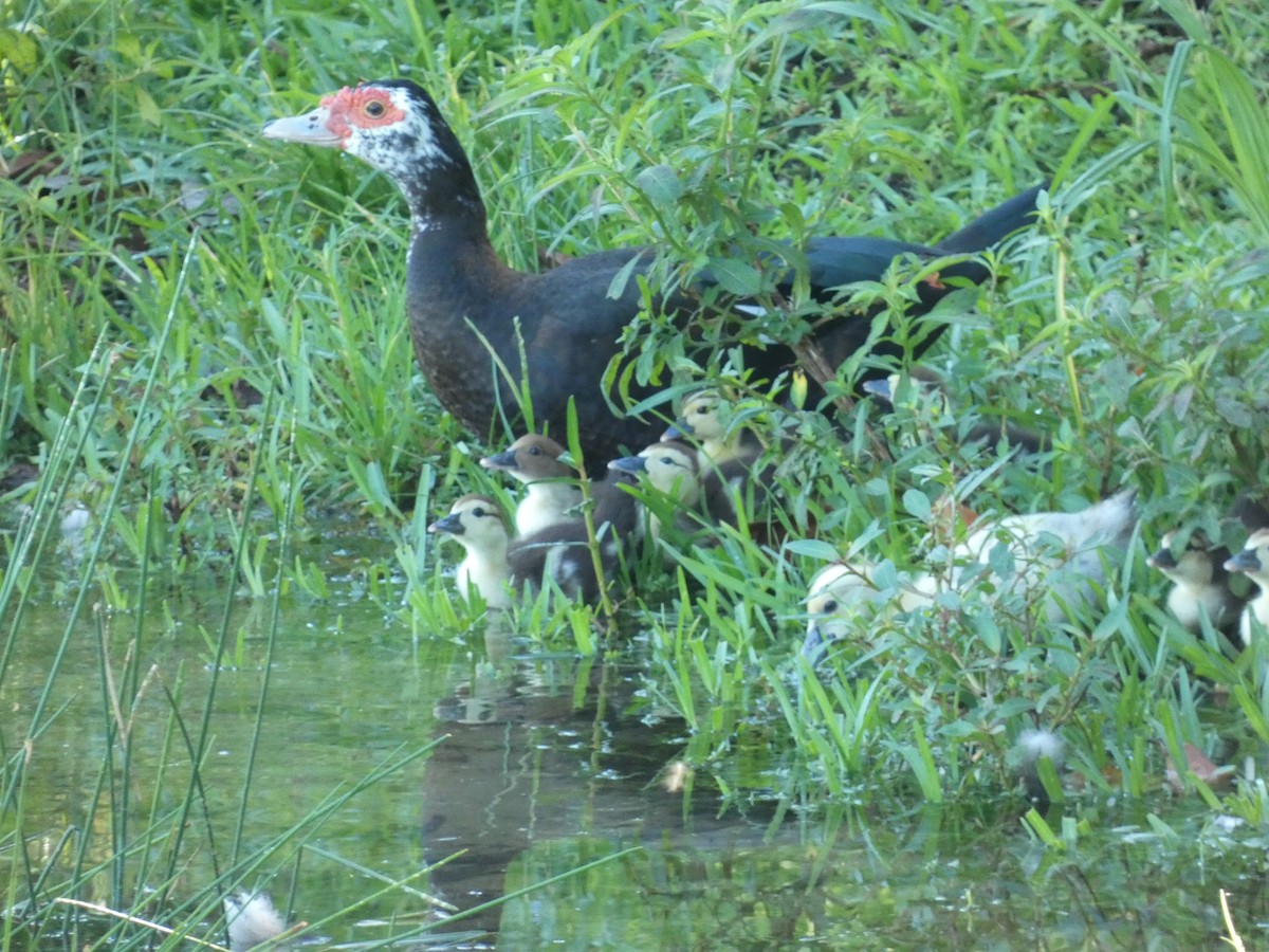 Muscovy Duck (Domestic type) - ML622076681