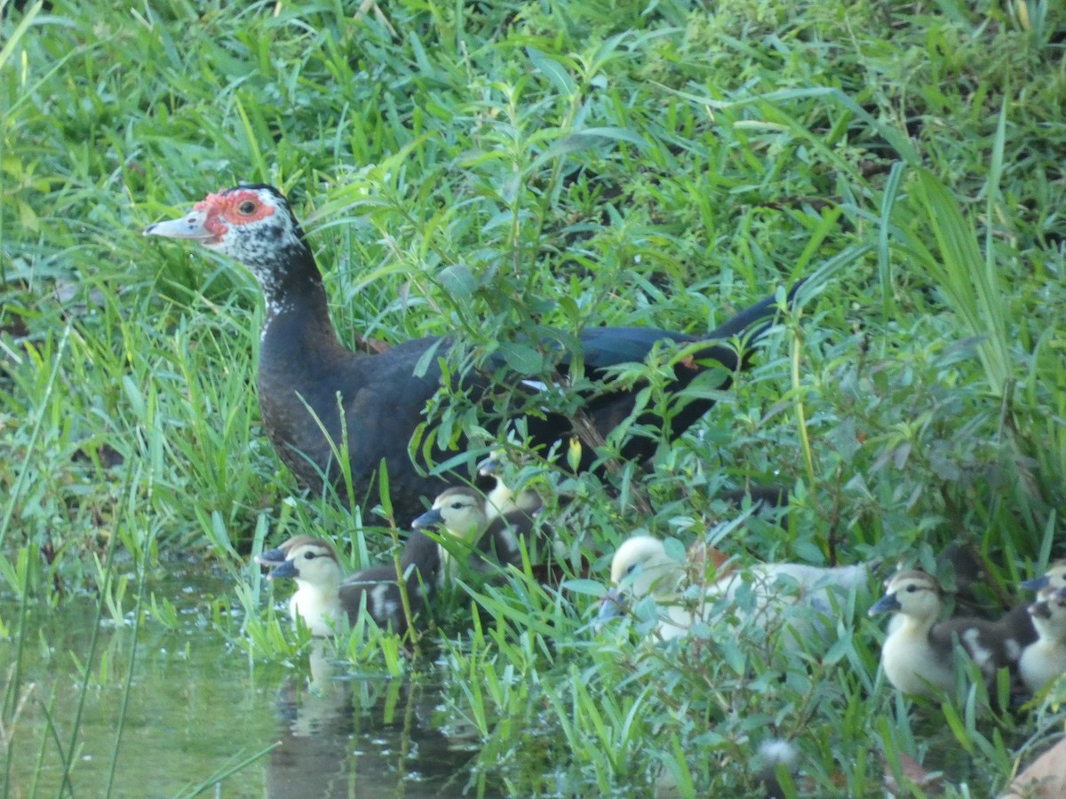 Muscovy Duck (Domestic type) - William Buswell