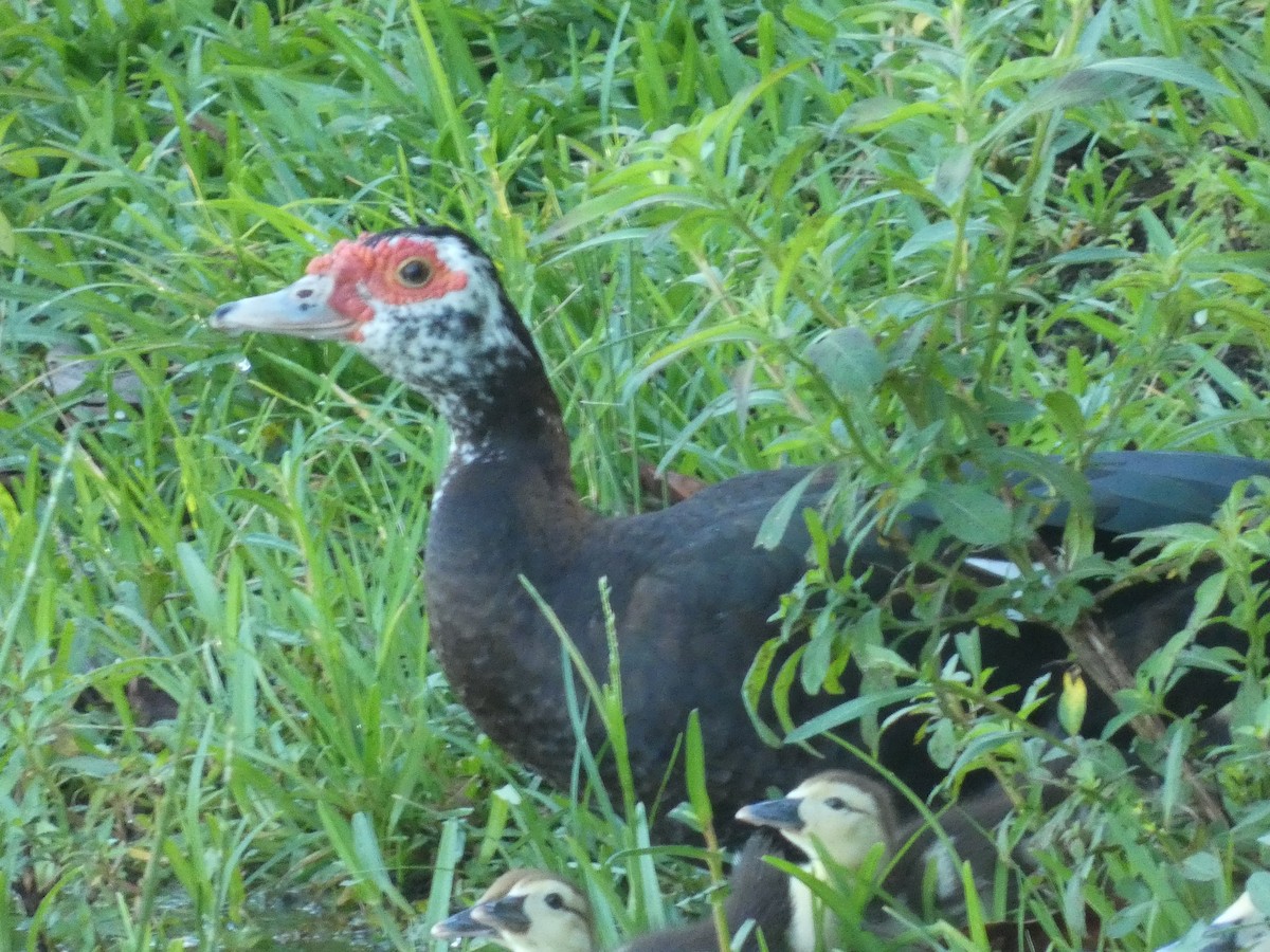 Muscovy Duck (Domestic type) - ML622076683