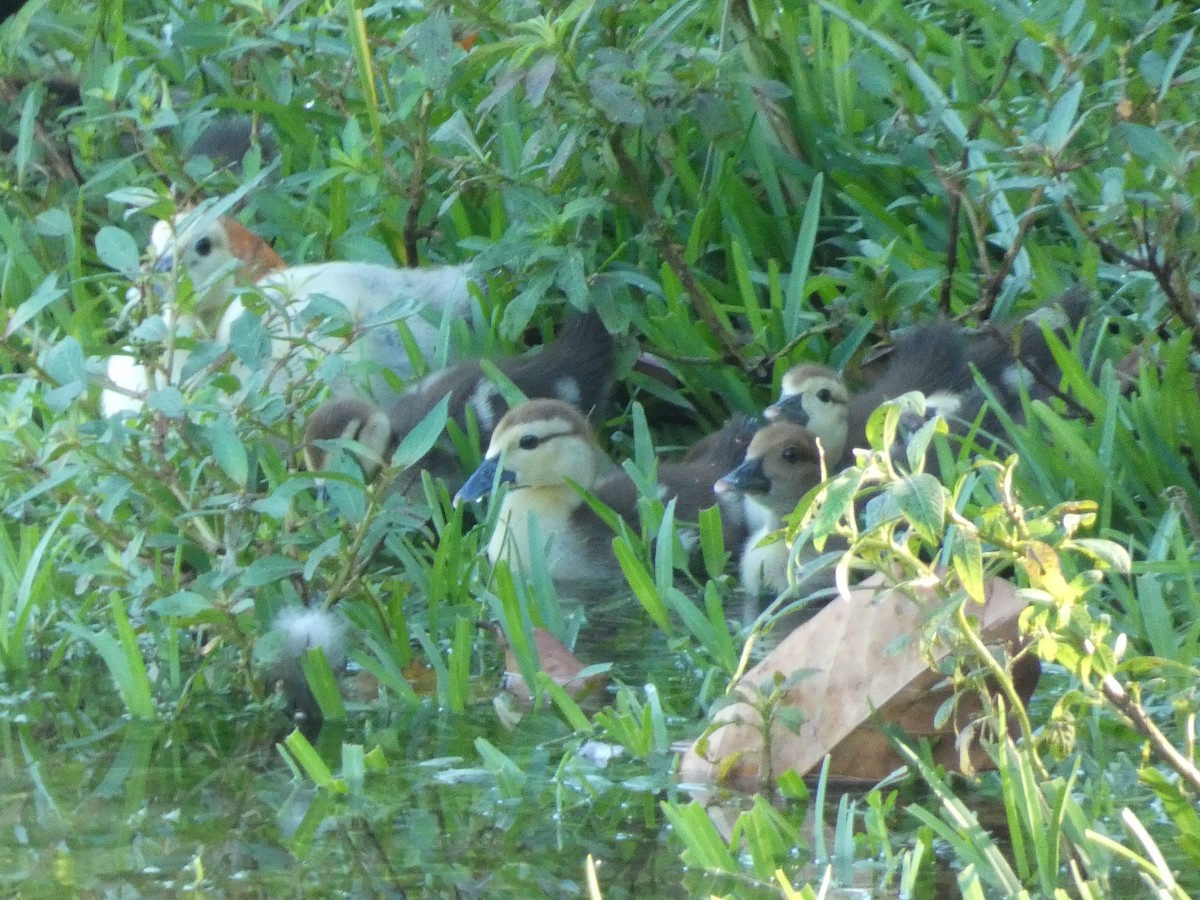 Muscovy Duck (Domestic type) - ML622076684