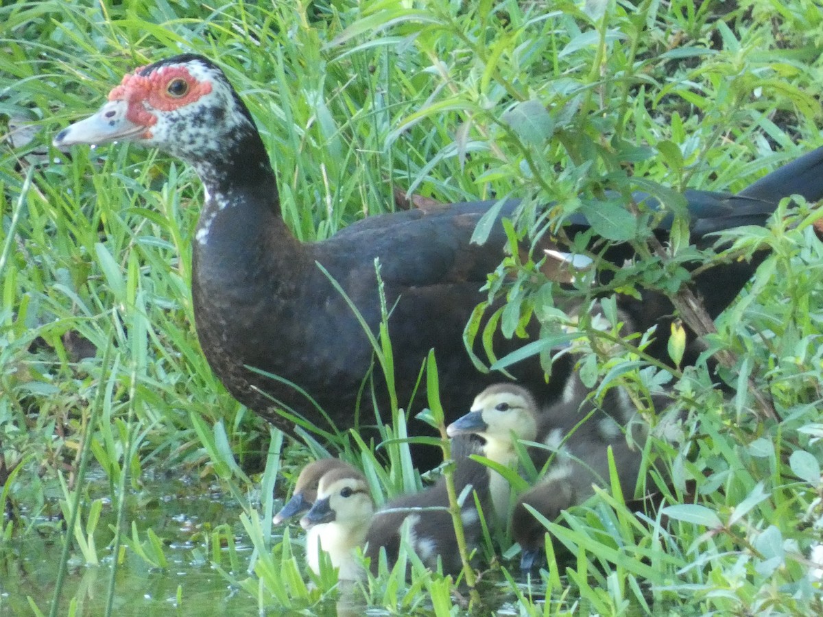 Muscovy Duck (Domestic type) - ML622076685