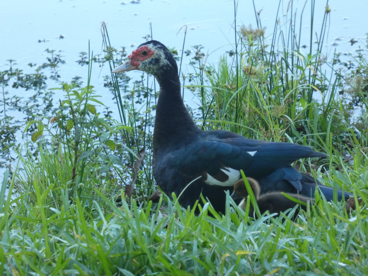 Muscovy Duck (Domestic type) - ML622076686