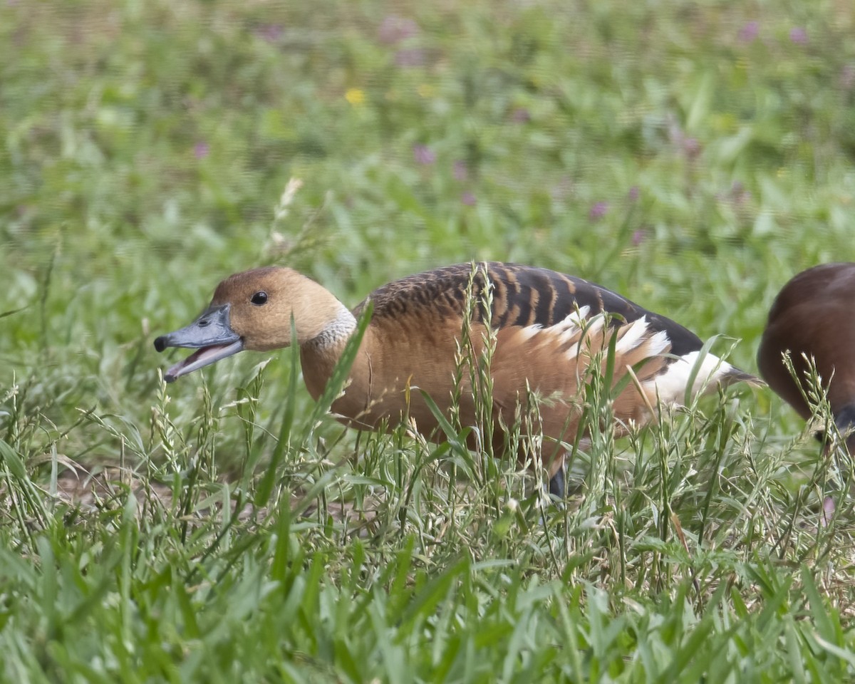 Fulvous Whistling-Duck - ML622076706