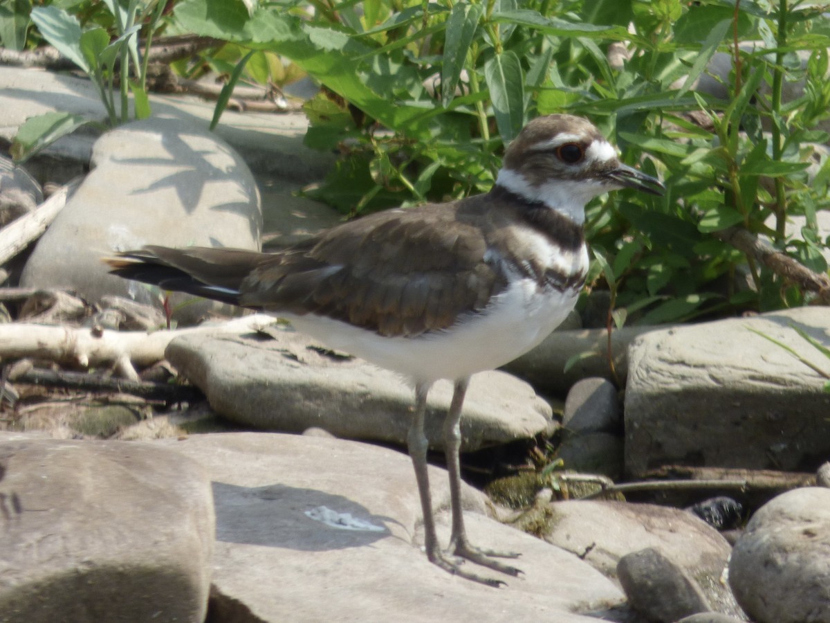 Killdeer - ML622076719