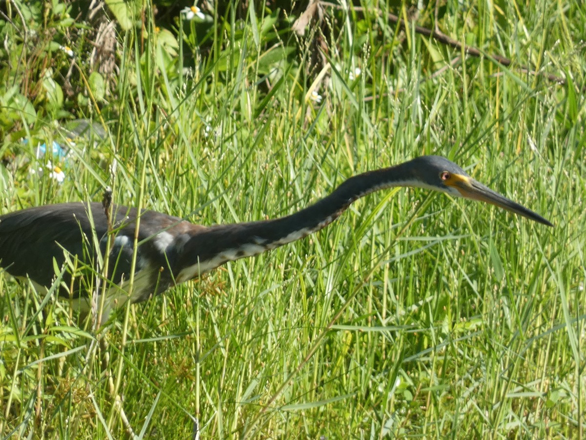 Tricolored Heron - ML622076721