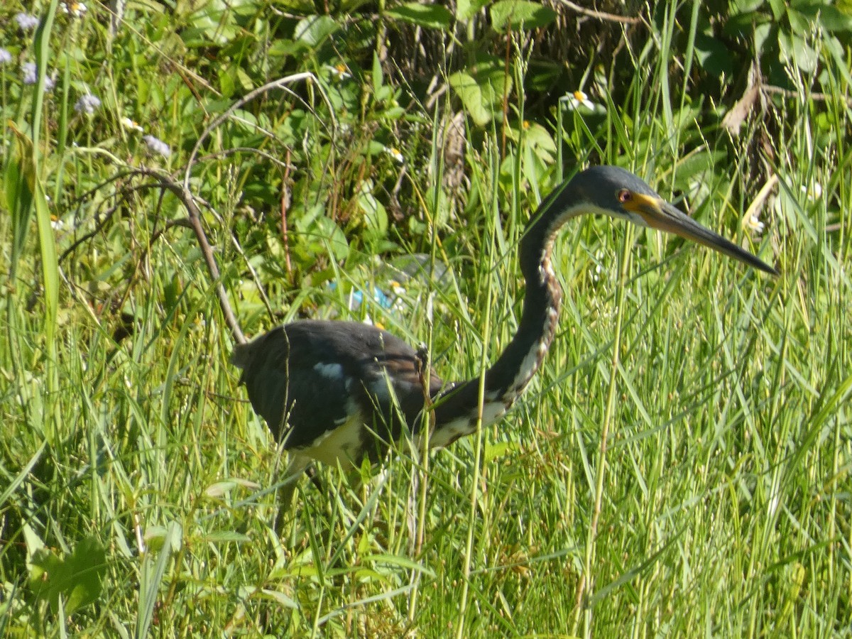 Tricolored Heron - William Buswell