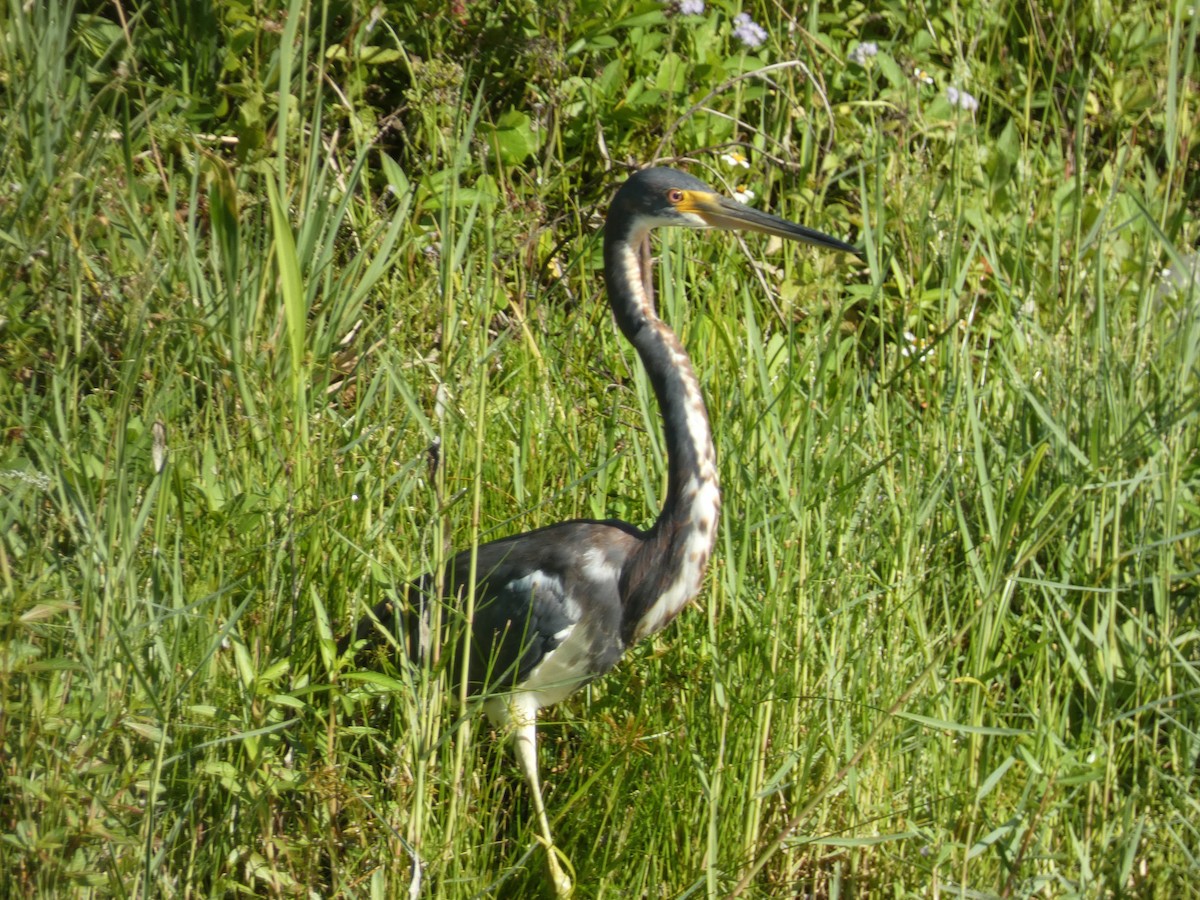 Tricolored Heron - ML622076723