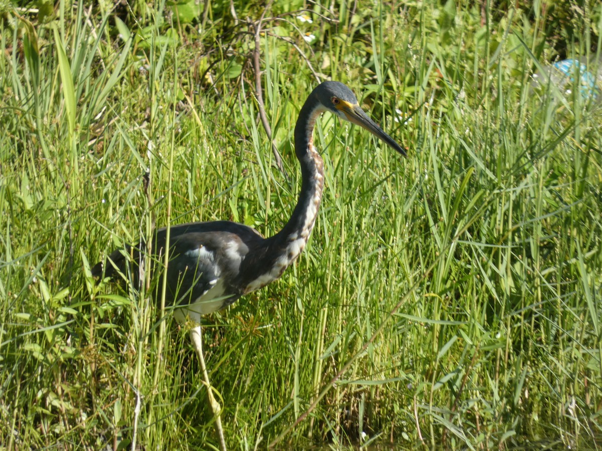 Tricolored Heron - ML622076724