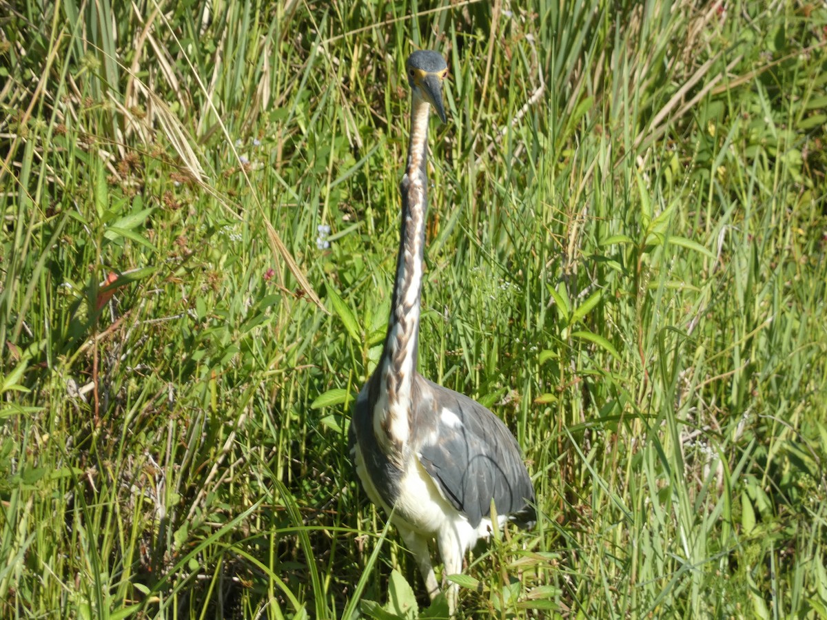 Tricolored Heron - ML622076725