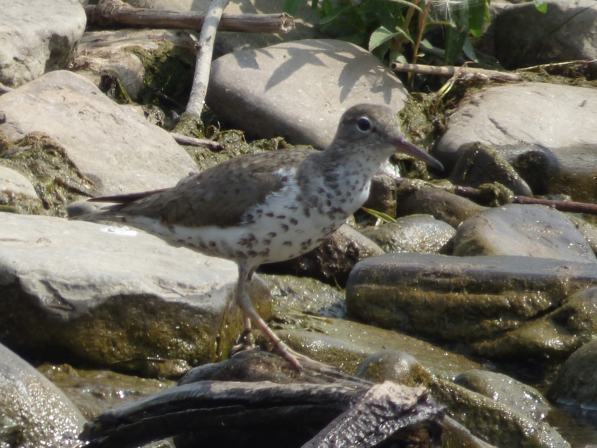 Spotted Sandpiper - ML622076733