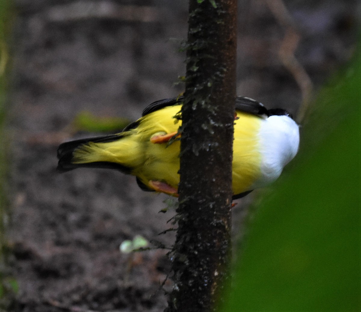 White-collared Manakin - ML622076735