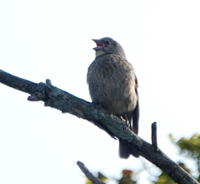 Brown-headed Cowbird - ML622076736