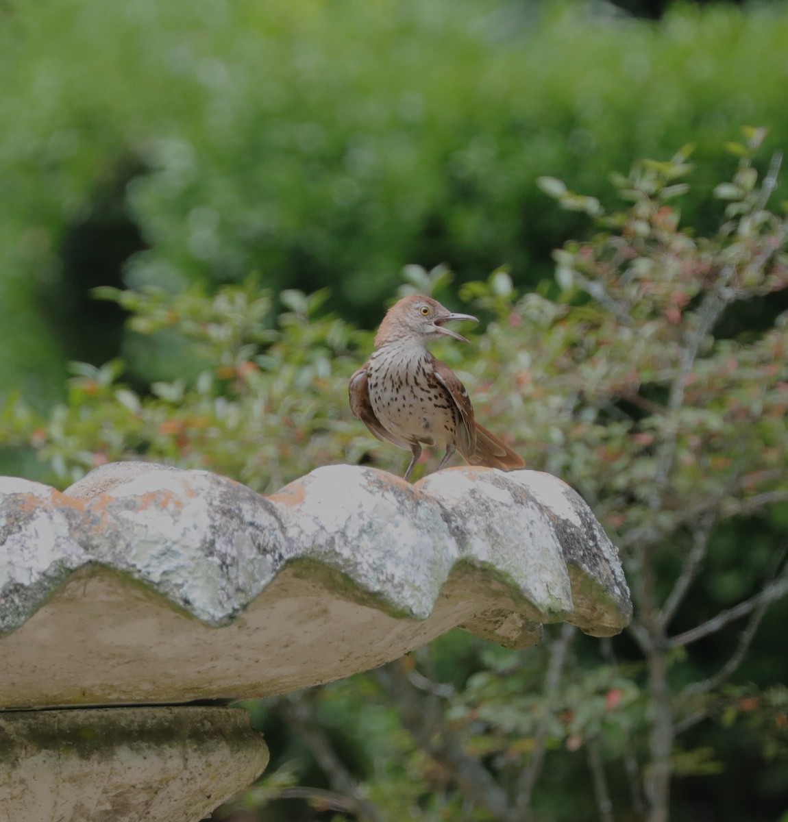 Brown Thrasher - ML622076737