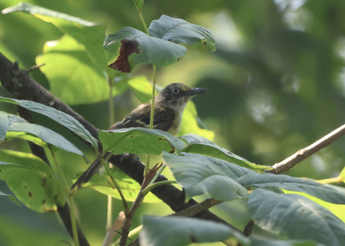 White-eyed Vireo - Rick&Peggy Price