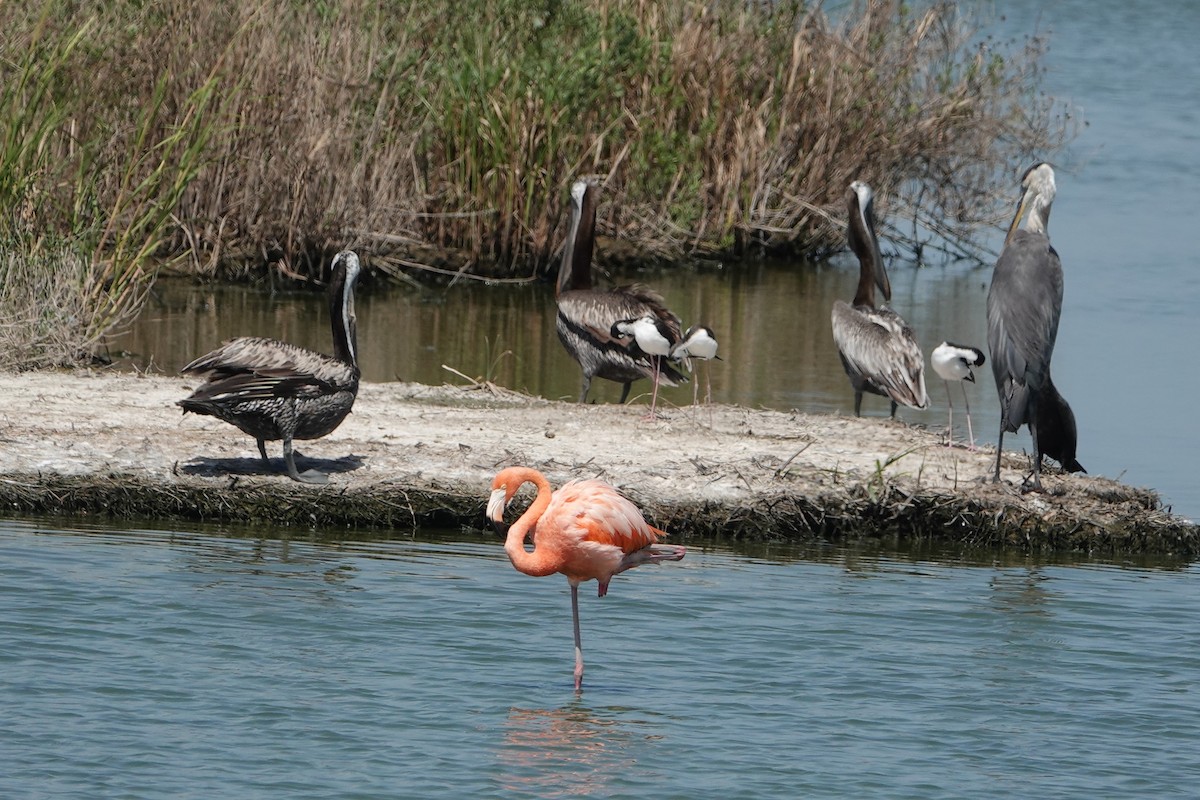 American Flamingo - ML622076739