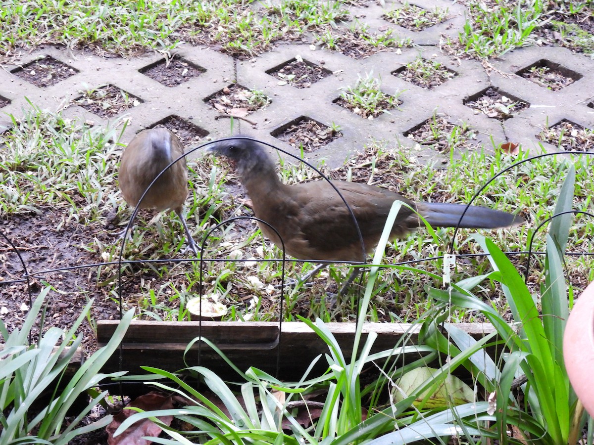 Plain Chachalaca - ML622076741