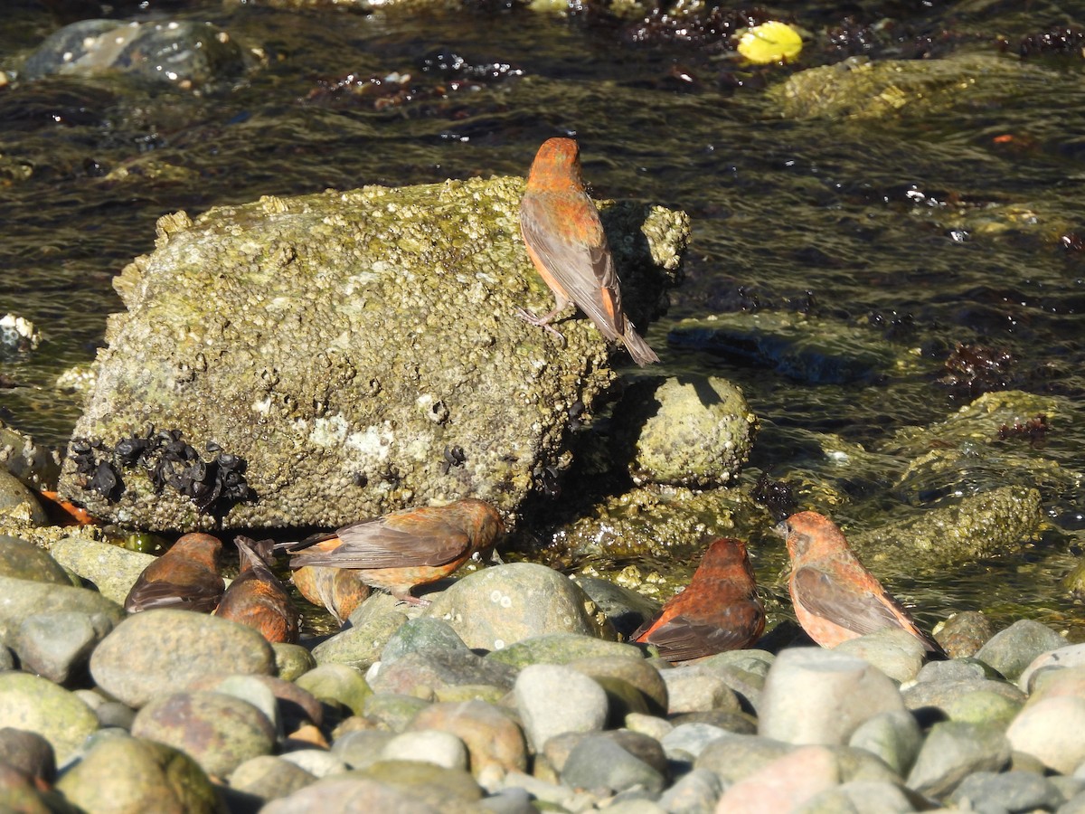 Red Crossbill - ML622076744