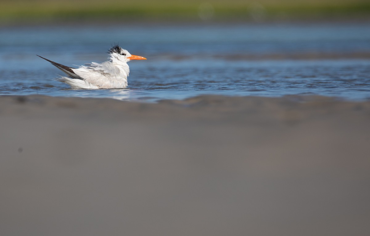 Royal Tern - ML622076745