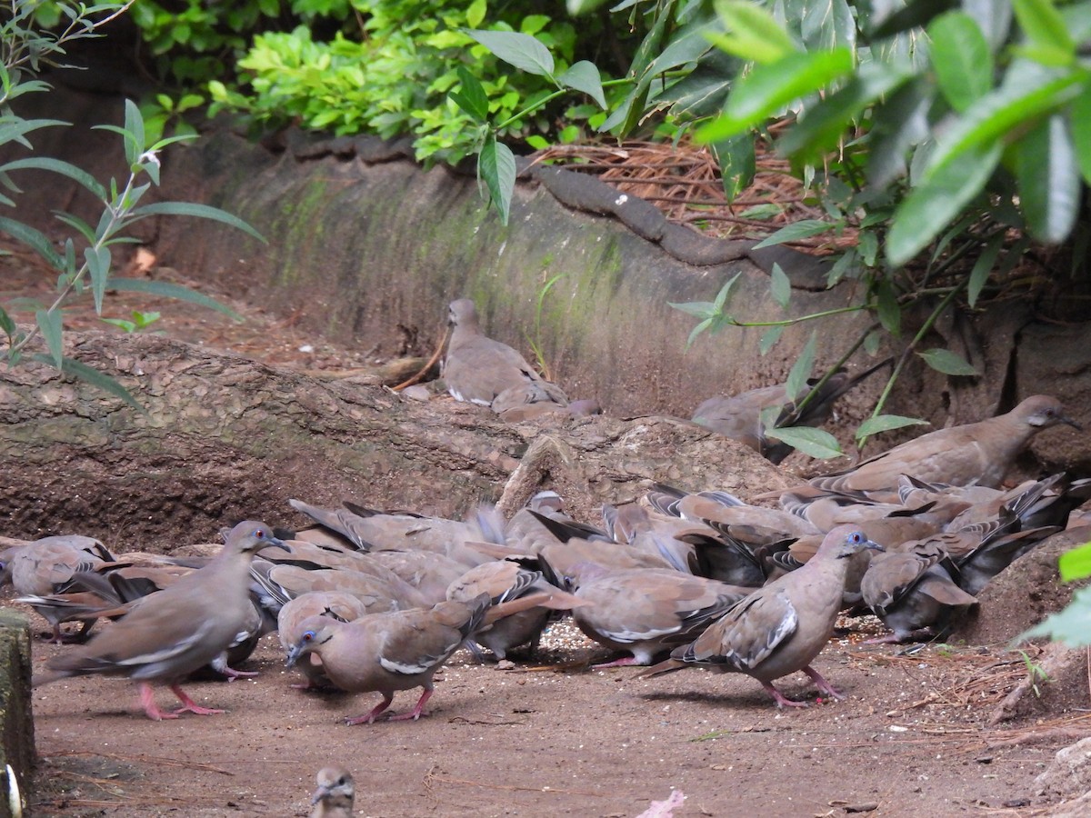 White-winged Dove - ML622076749