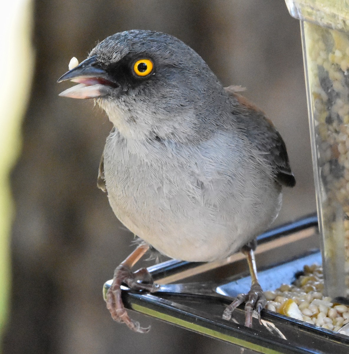 Yellow-eyed Junco - ML622076750